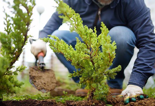Man Planting Plants in the Yard — Nashua, NH — Lone Wolf Landscaping, LLC