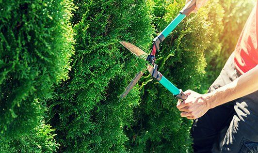 Worker Trimming Trees — Nashua, NH — Lone Wolf Landscaping, LLC
