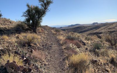 A dirt road in the middle of a desert surrounded by cactus.