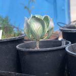 A small plant is growing in a black pot.