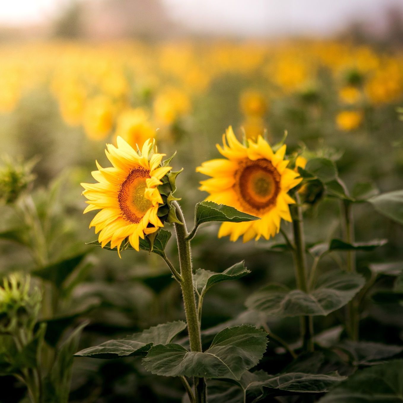Sunflowers in a field, two in focus, bright yellow petals, green leaves, sunny background.