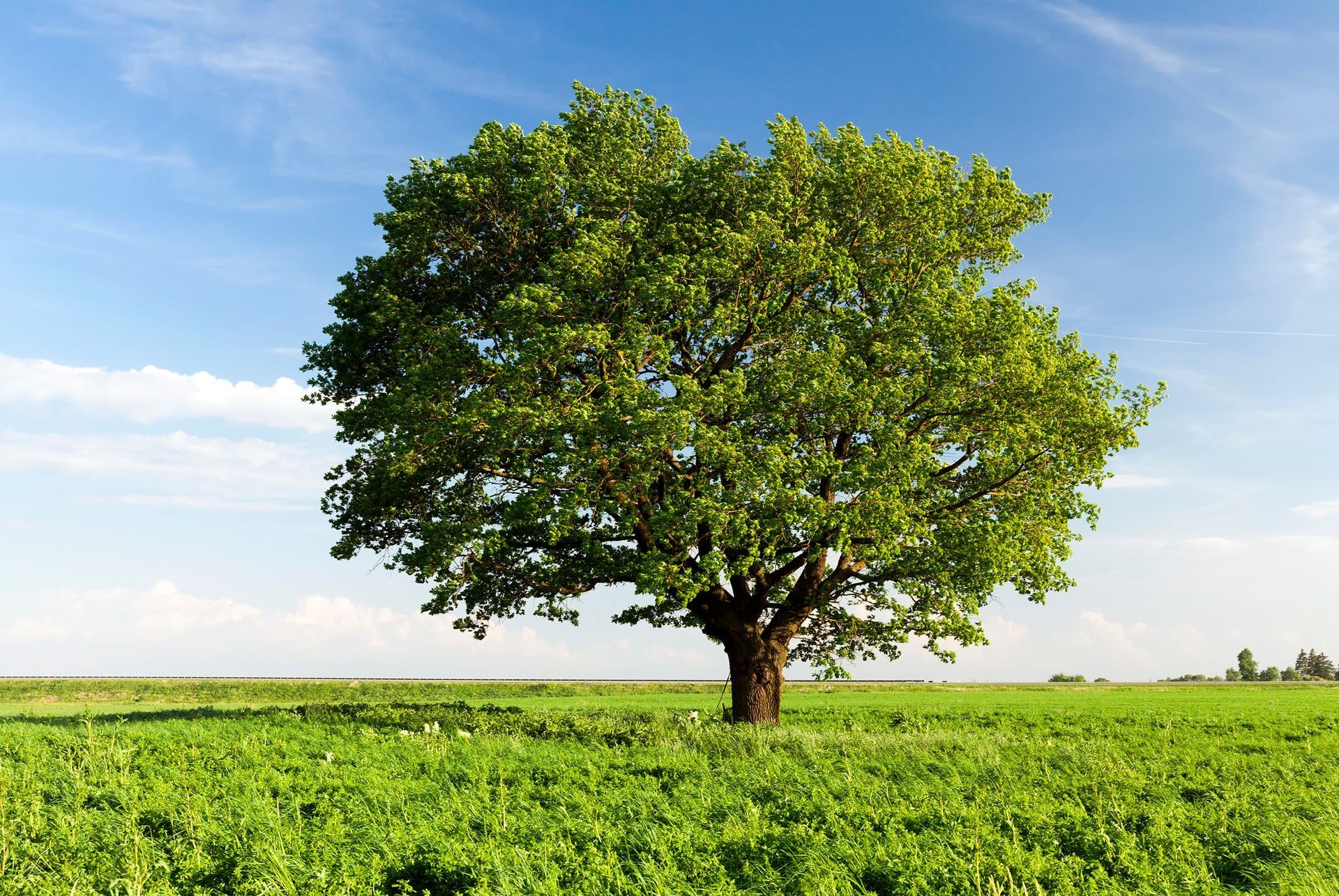 A lone tree with green leaves stands in a field of green plants, under a blue sky.
