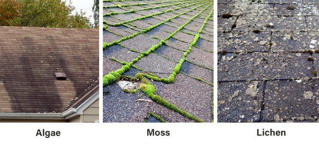 A roof with algae , moss and lichen on it
