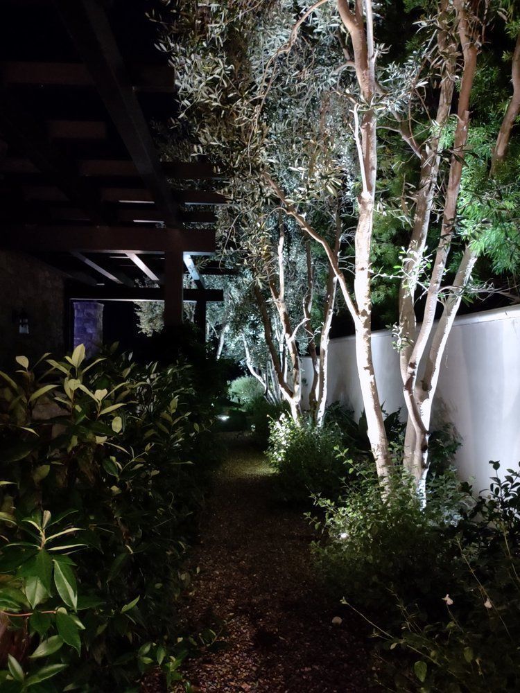 A row of trees are lit up at night in a garden.
