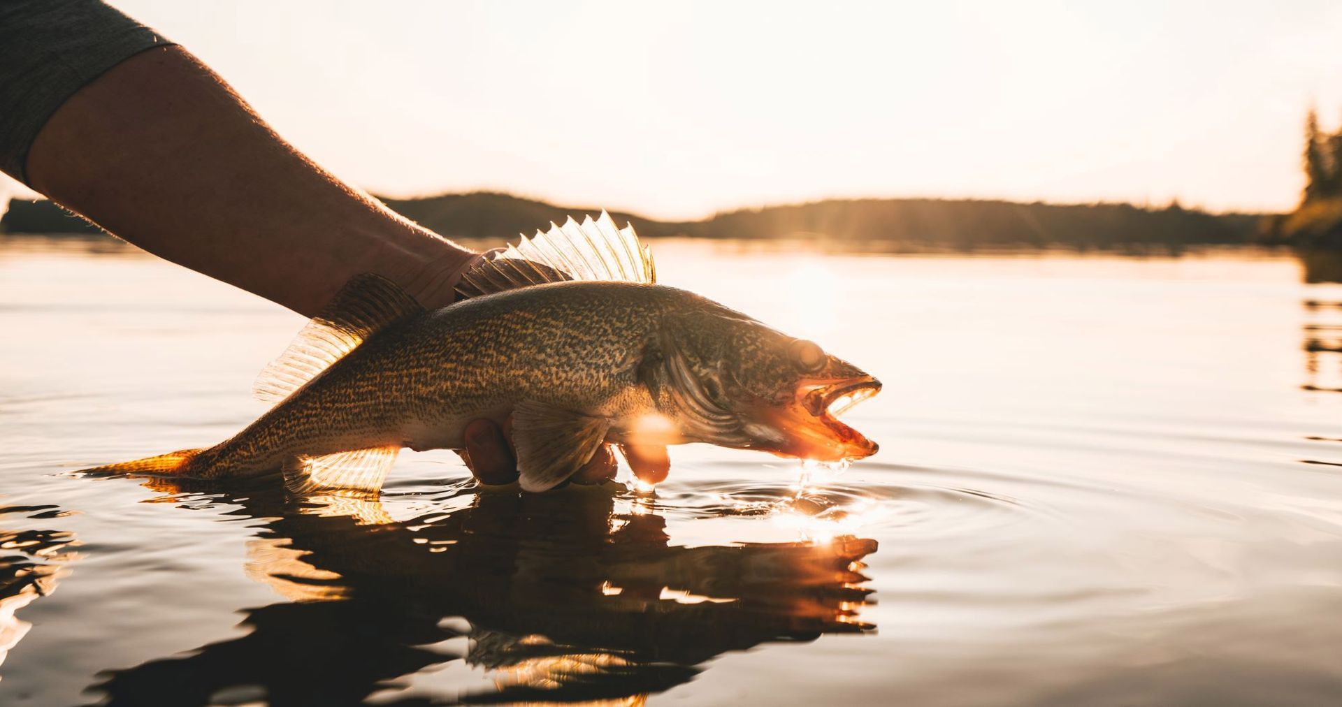 a person is holding a fish in their hand in the water .