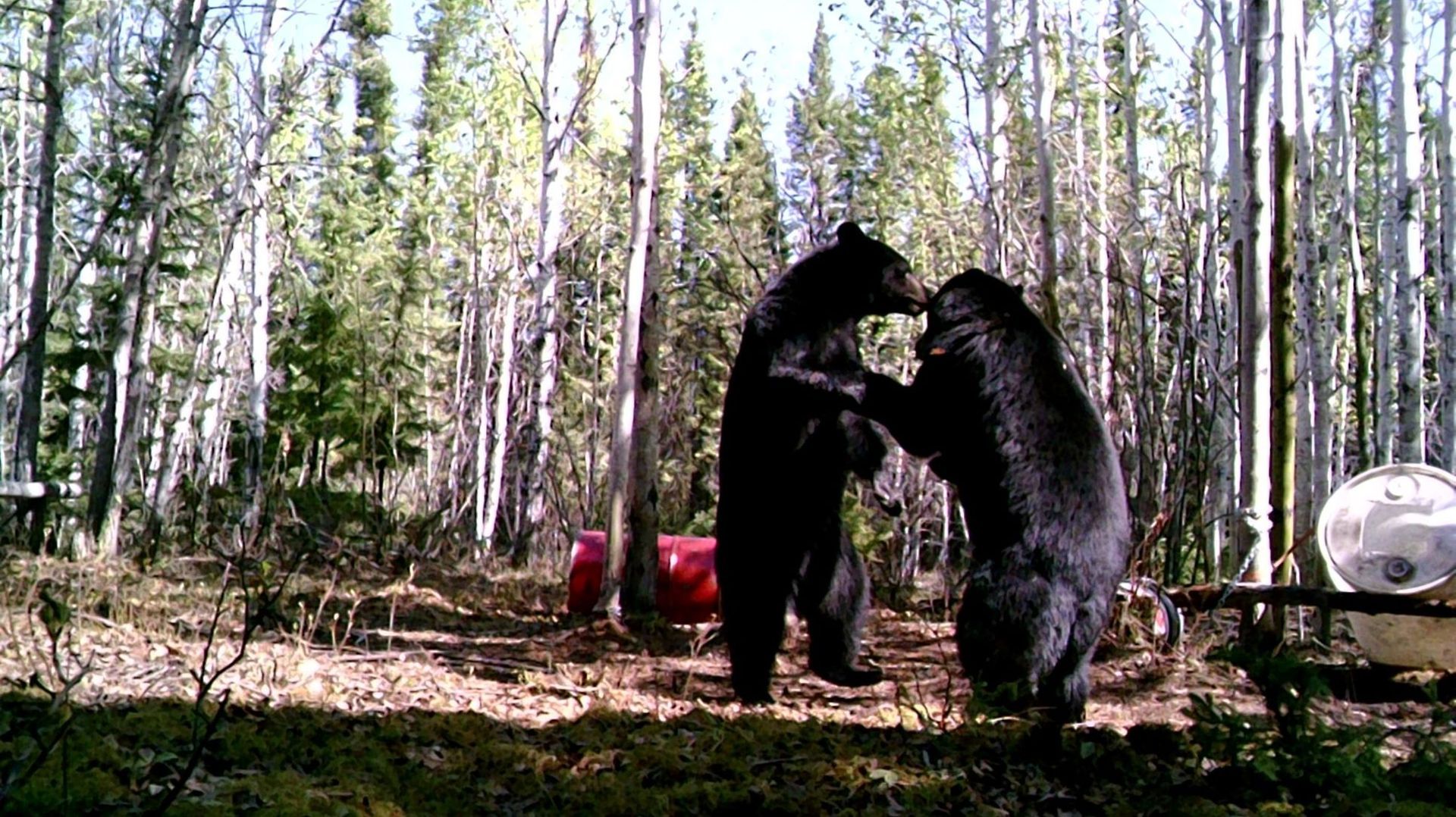 two black bears are standing next to each other in the woods .