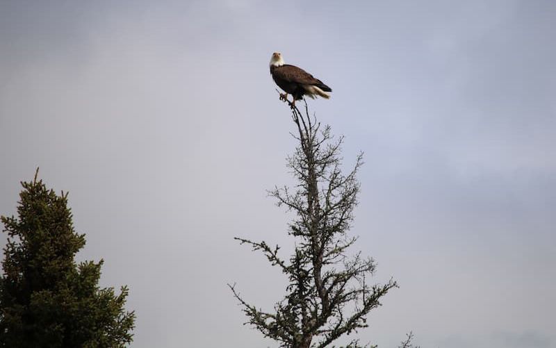 a bald eagle perched on top of a tree .