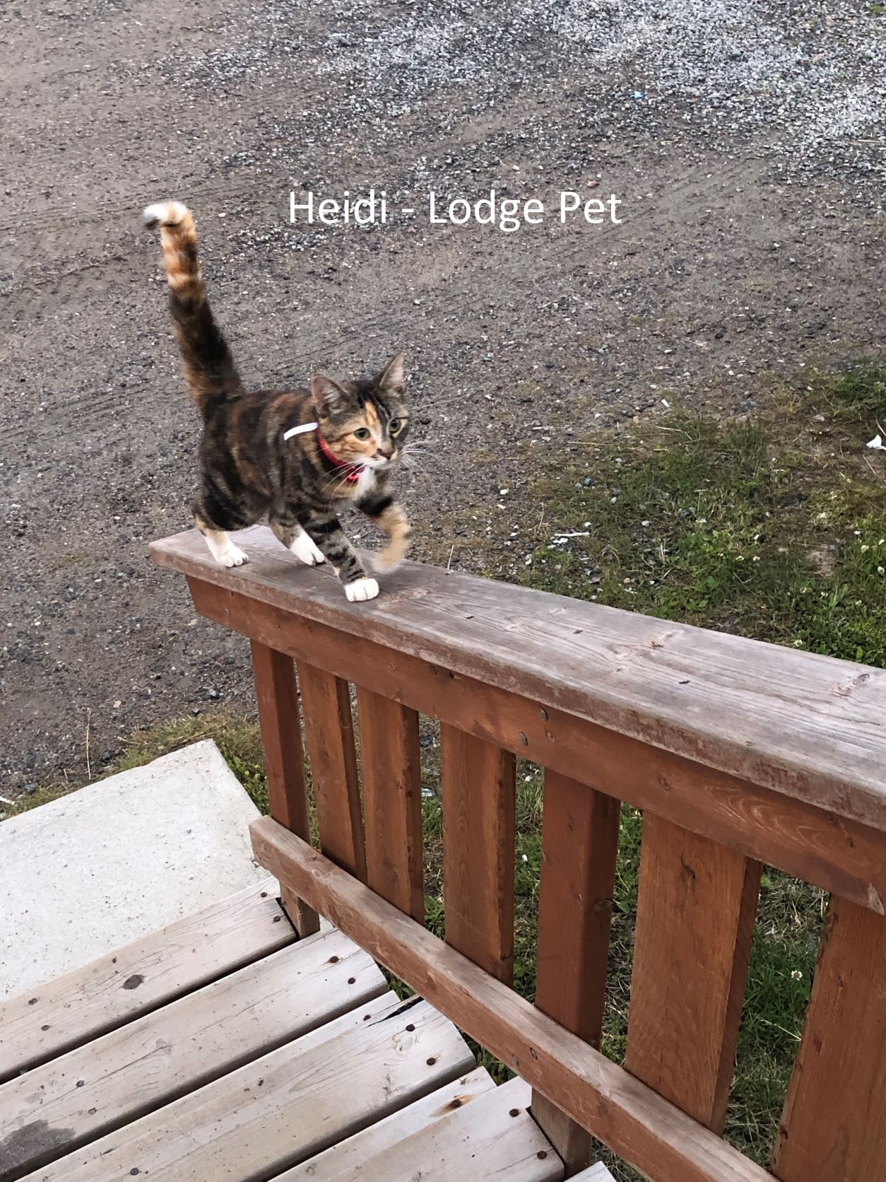 a cat is standing on a wooden railing on a deck .
