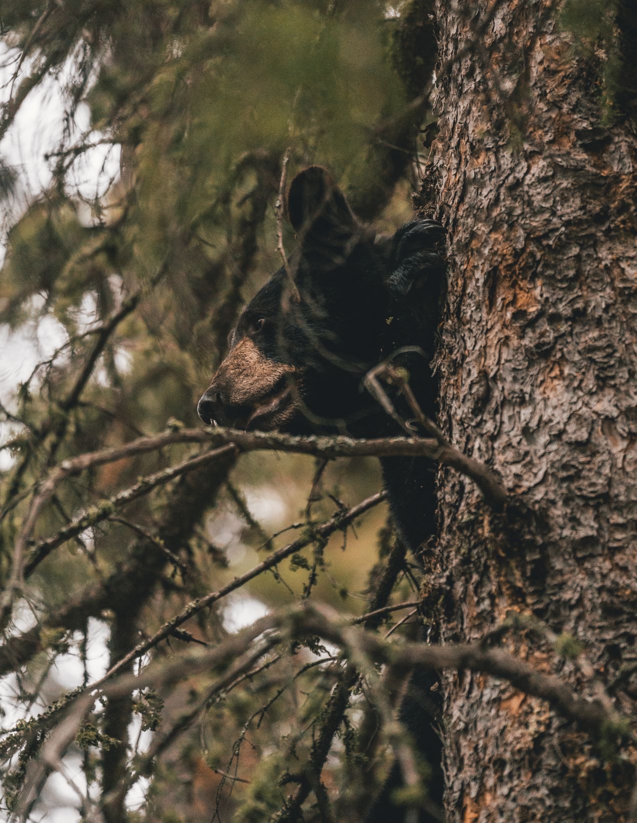 a black bear is sitting on a tree branch .