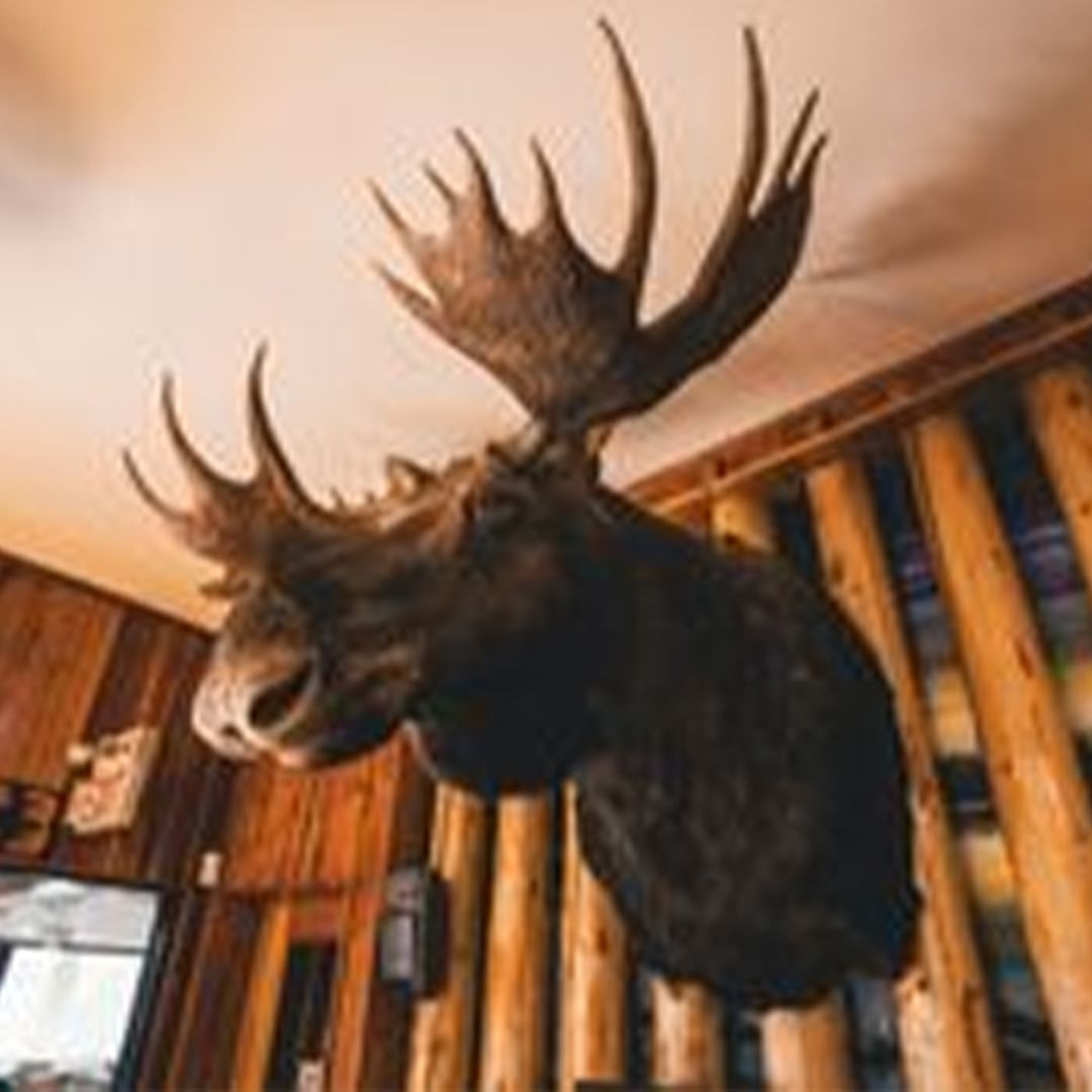 a stuffed moose head is hanging from the ceiling in a room .