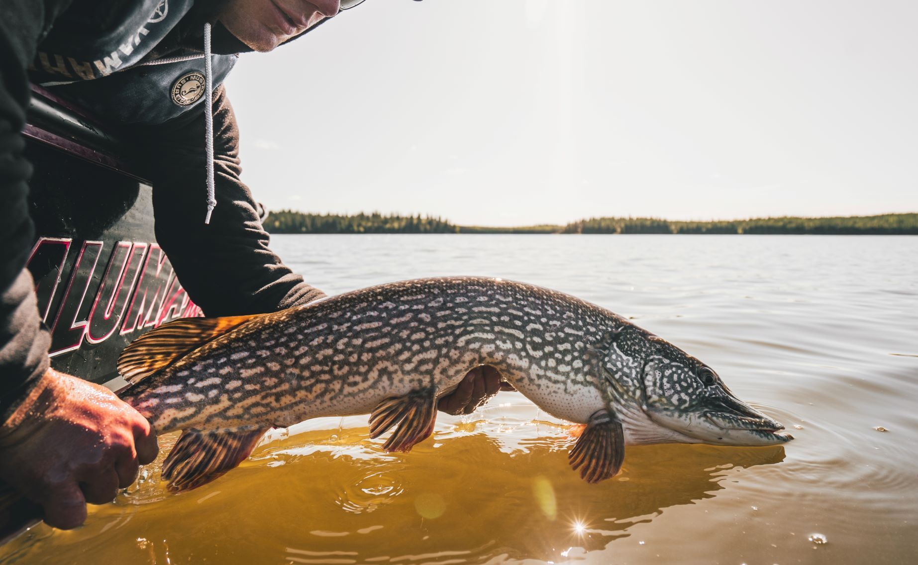 a man is holding a large fish in his hands in the water .