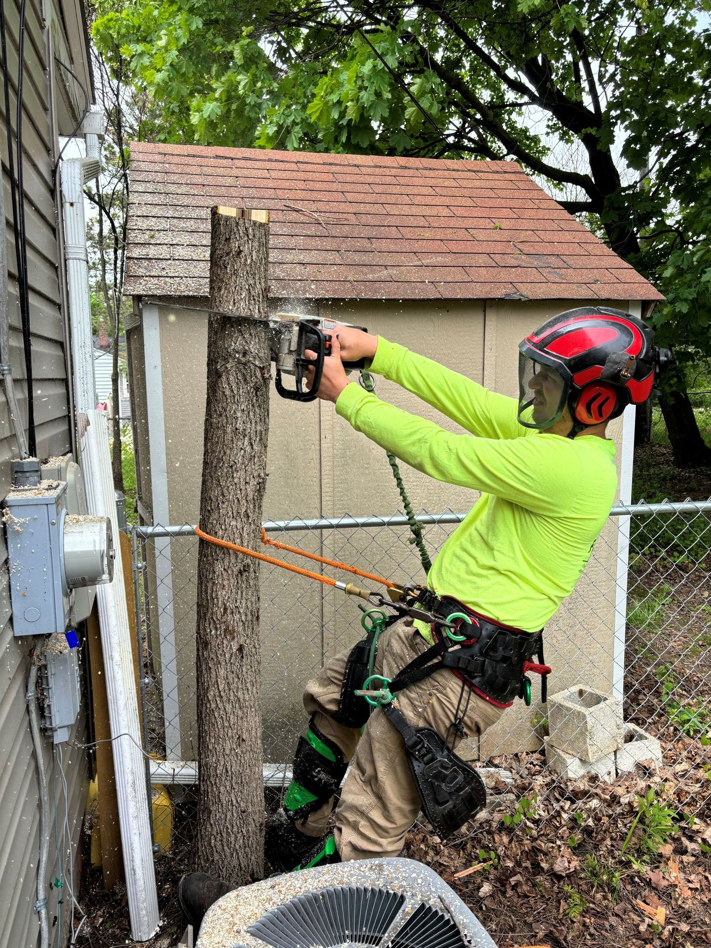 A man is cutting a tree with a chainsaw in front of a shed.