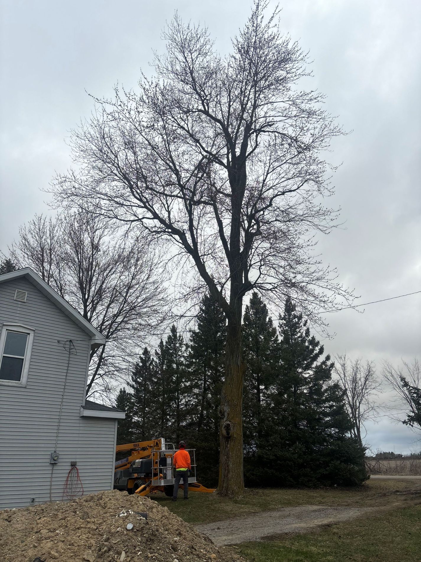 A tree is being cut down in front of a house.