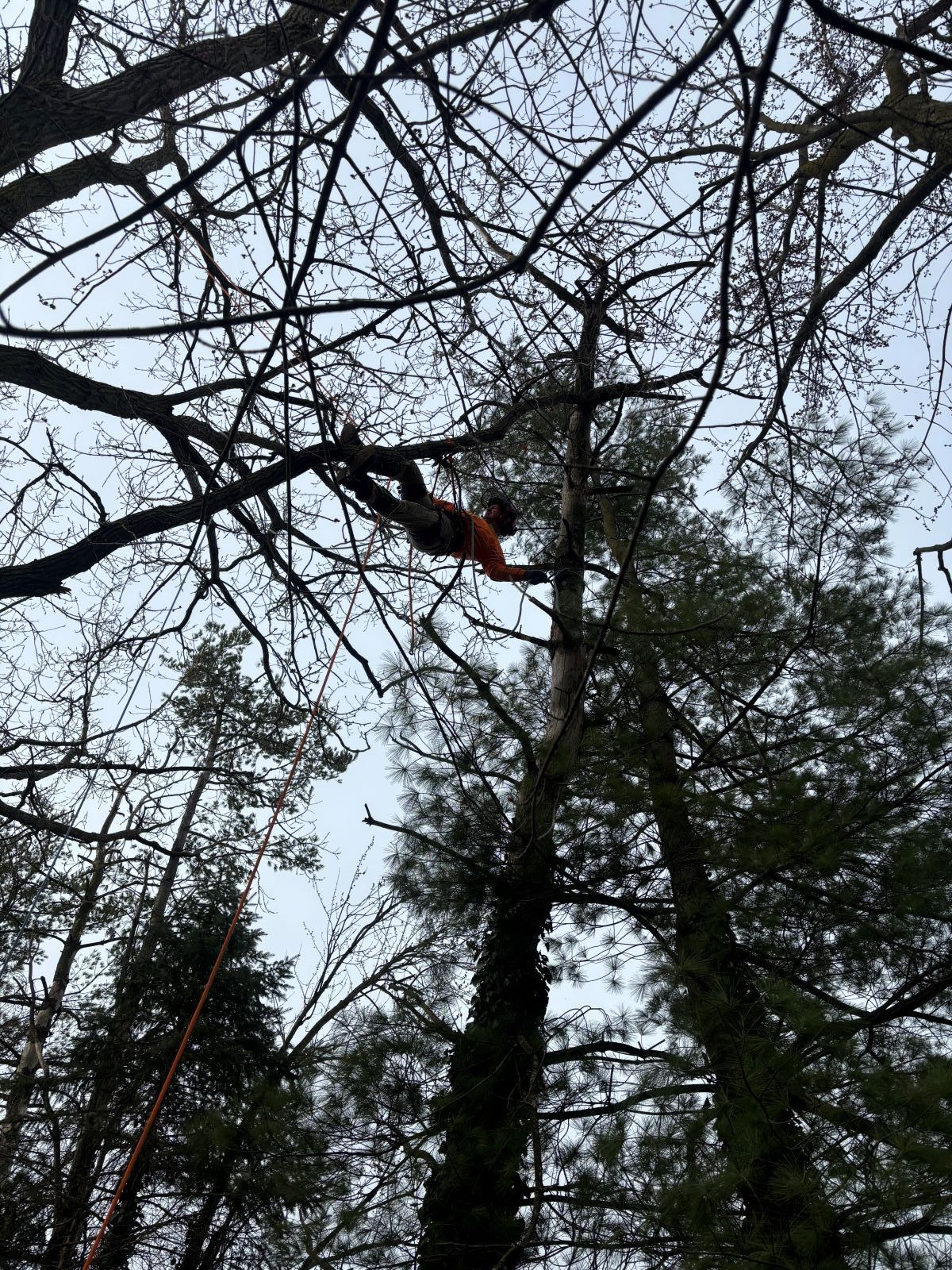 A man is cutting a tree with a chainsaw in the woods.