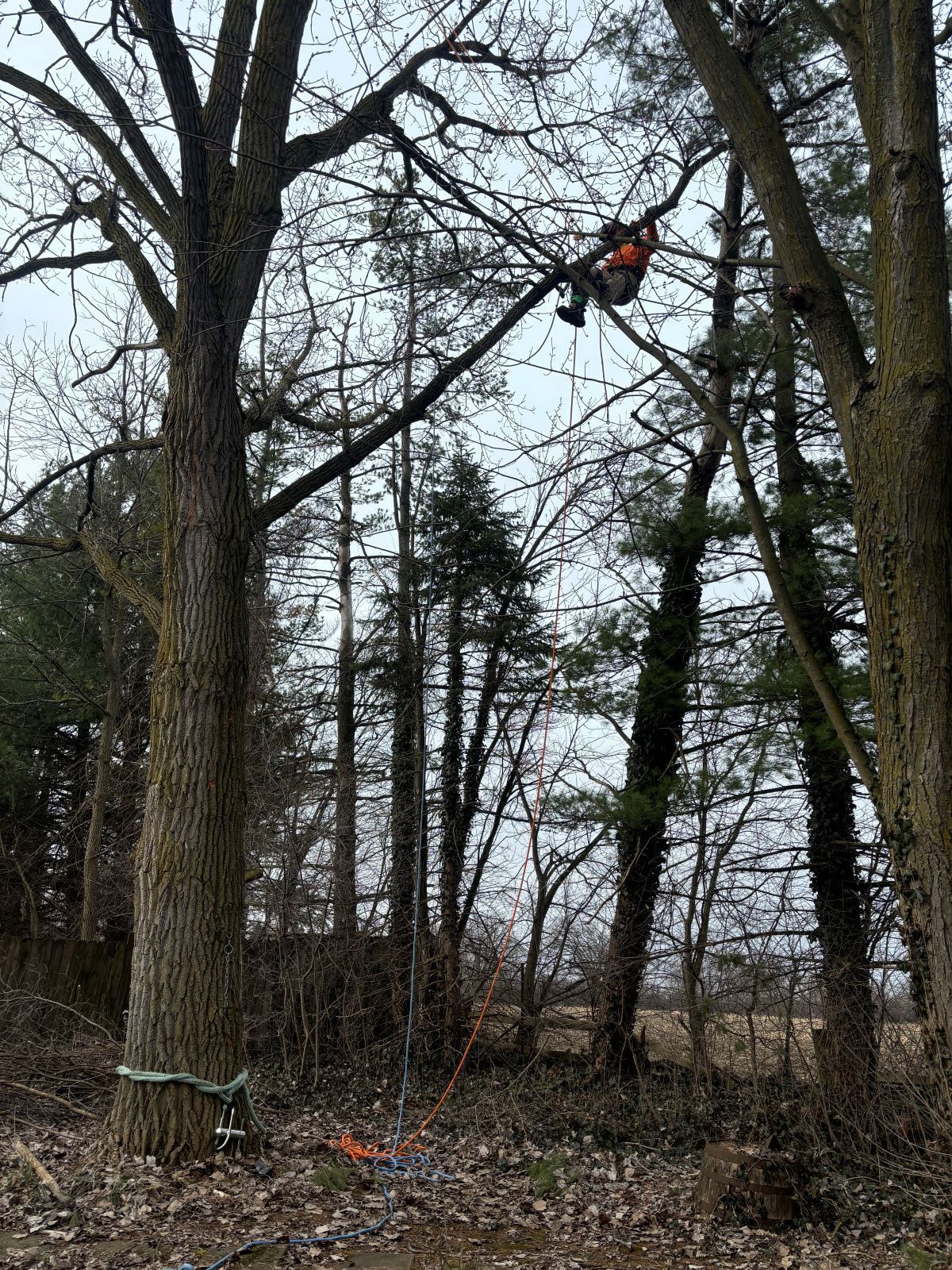 A man is climbing a tree with a chainsaw in the woods.