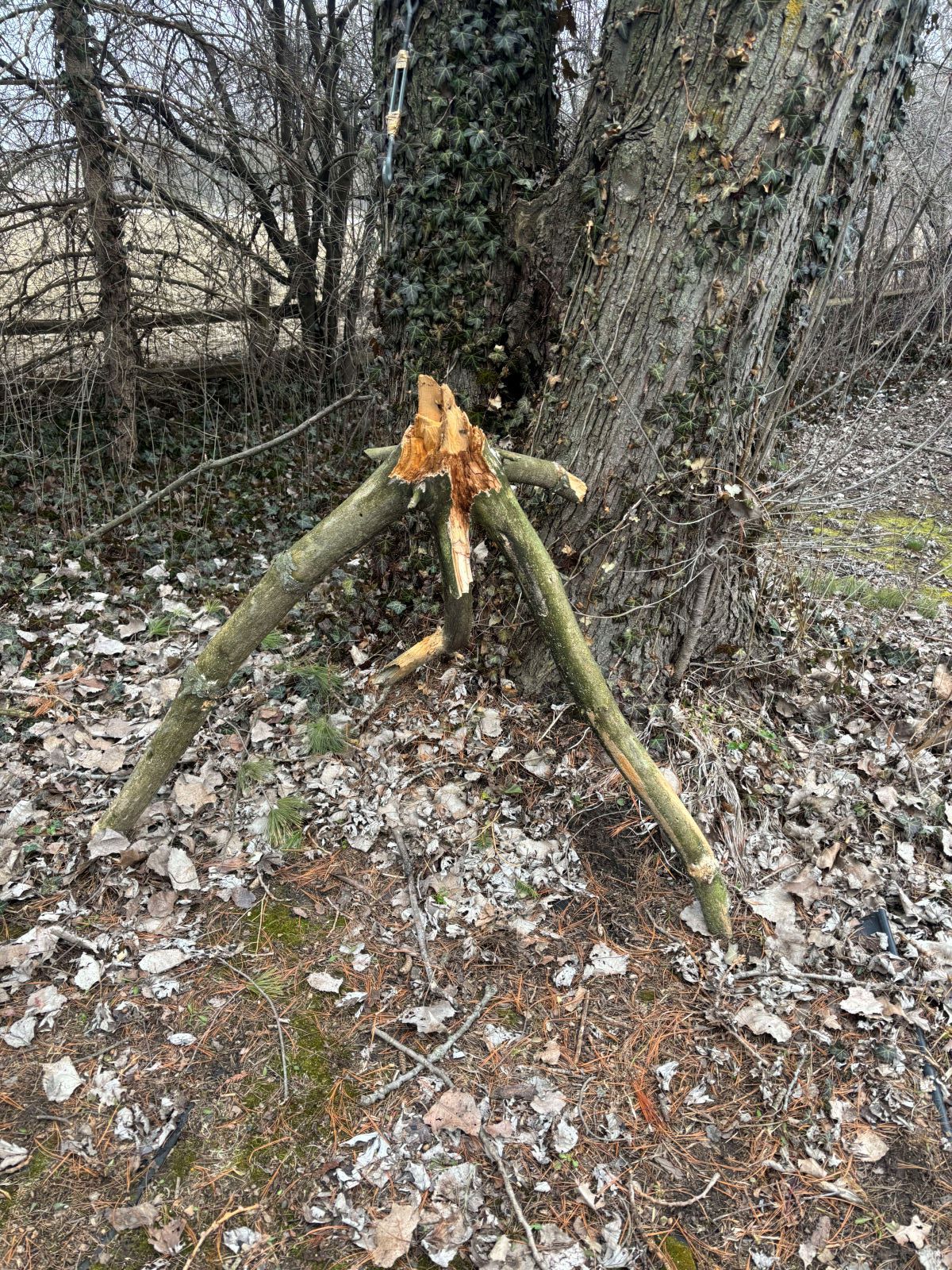 A tree with a broken branch in the middle of it.