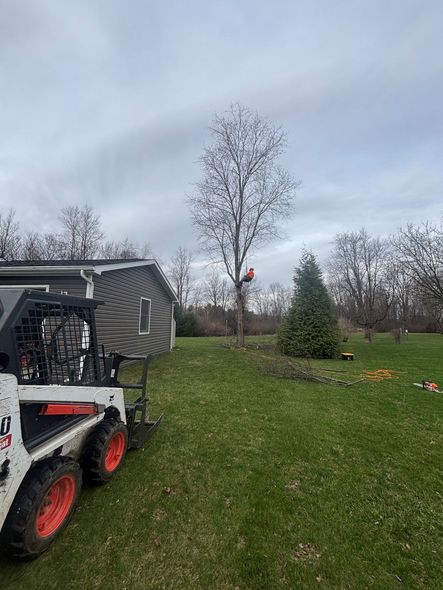A bobcat is parked in a grassy yard next to a house.