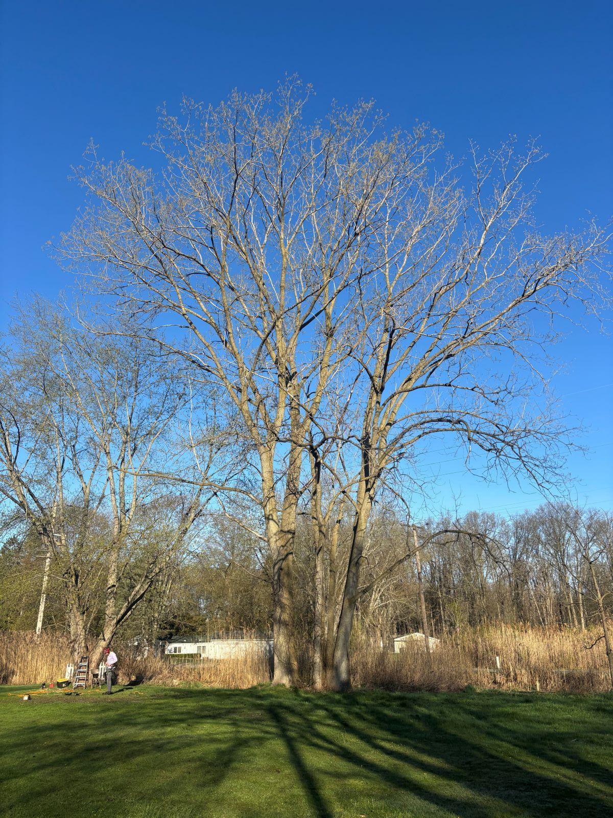 A tree without leaves is standing in the middle of a grassy field.