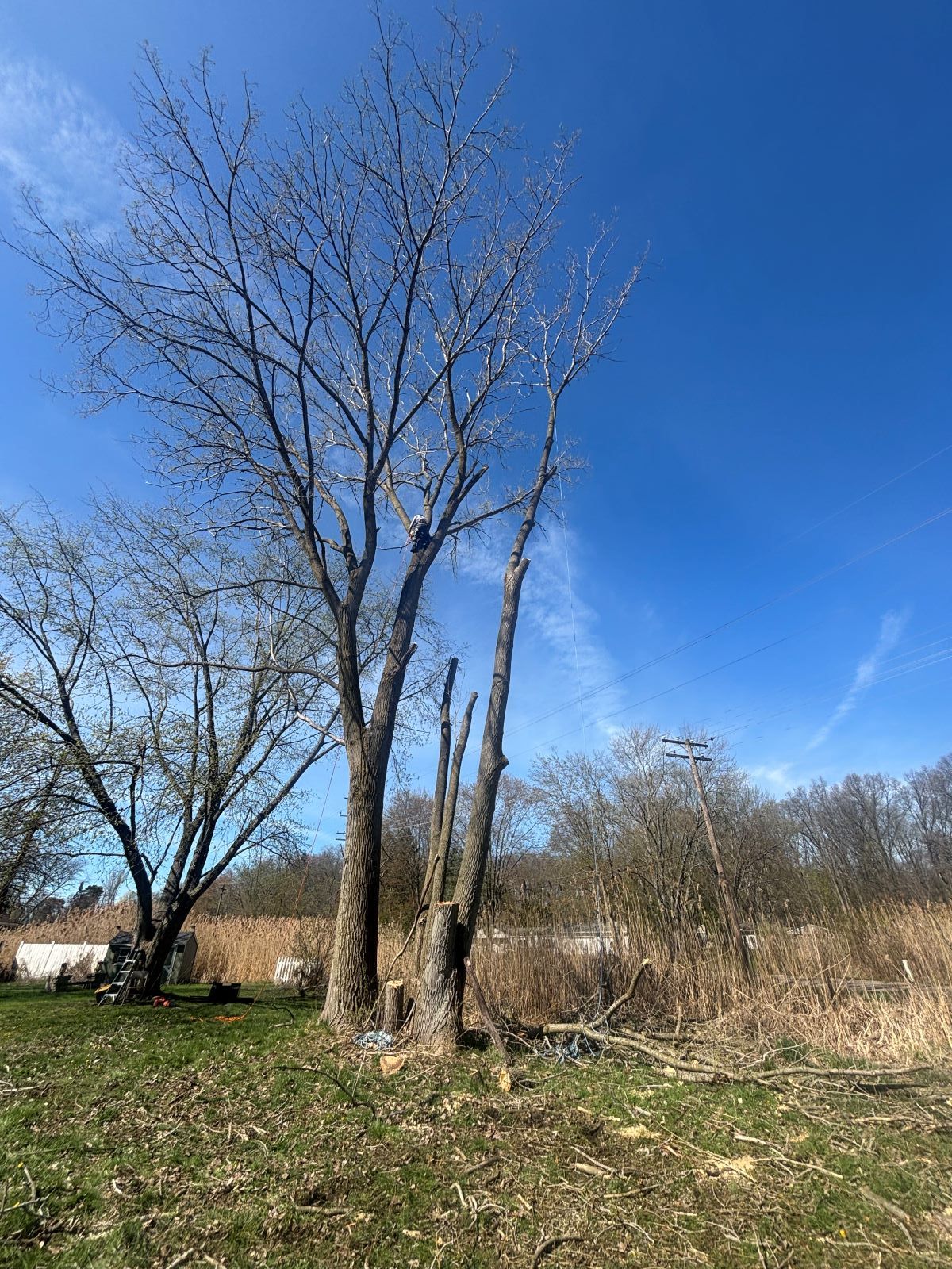 A group of trees in a field with a blue sky in the background.
