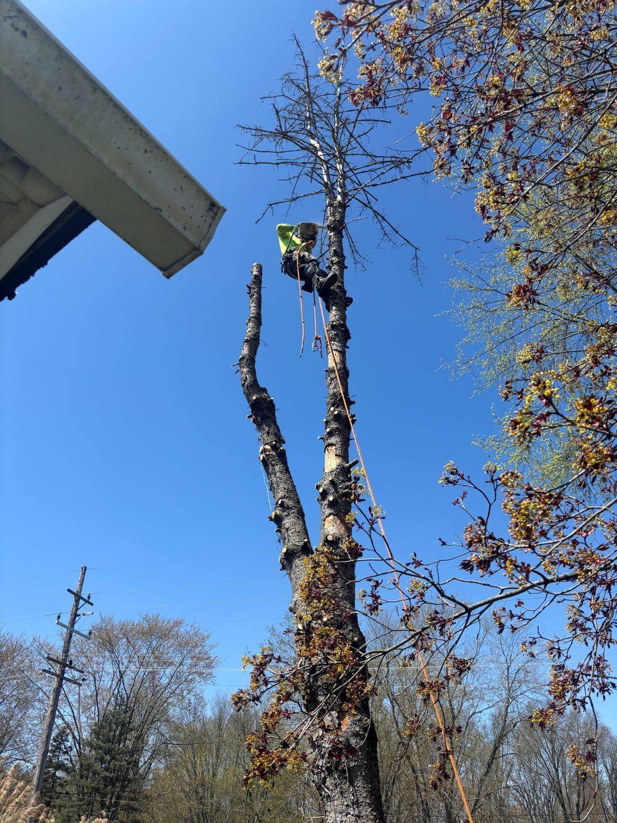 A man is climbing up a tree in front of a house