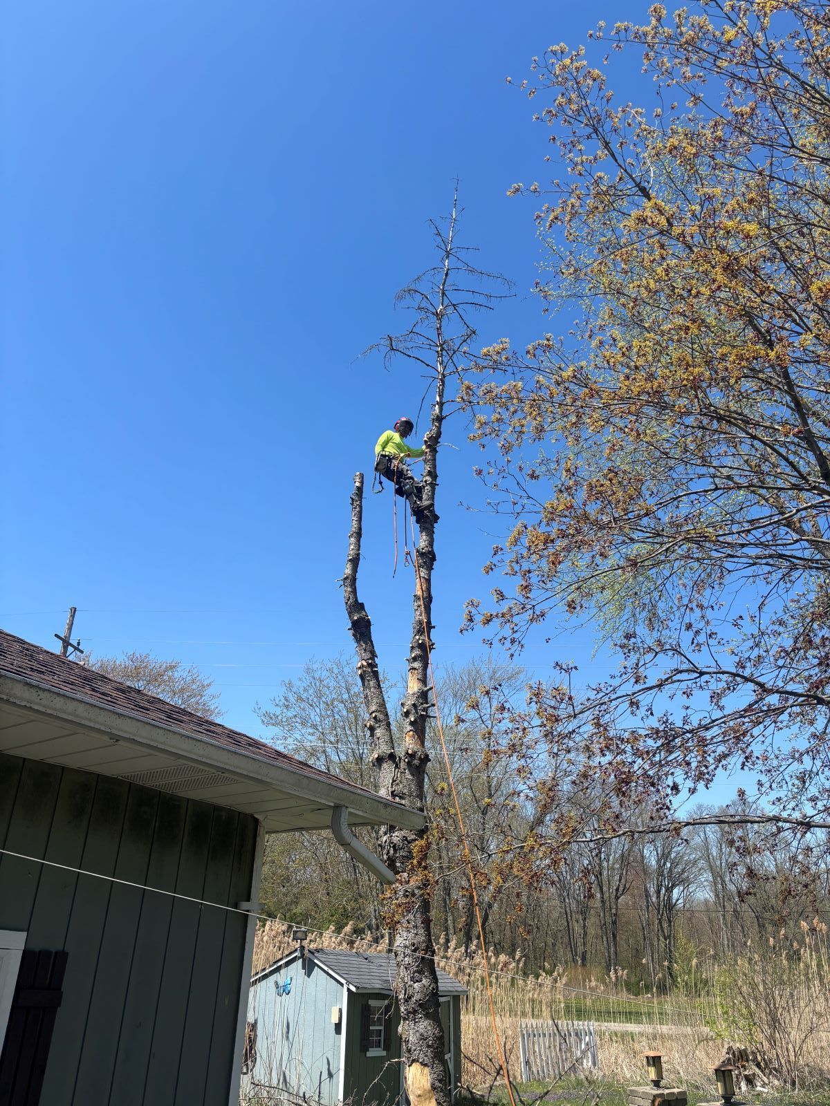A man is climbing a tree in front of a house.