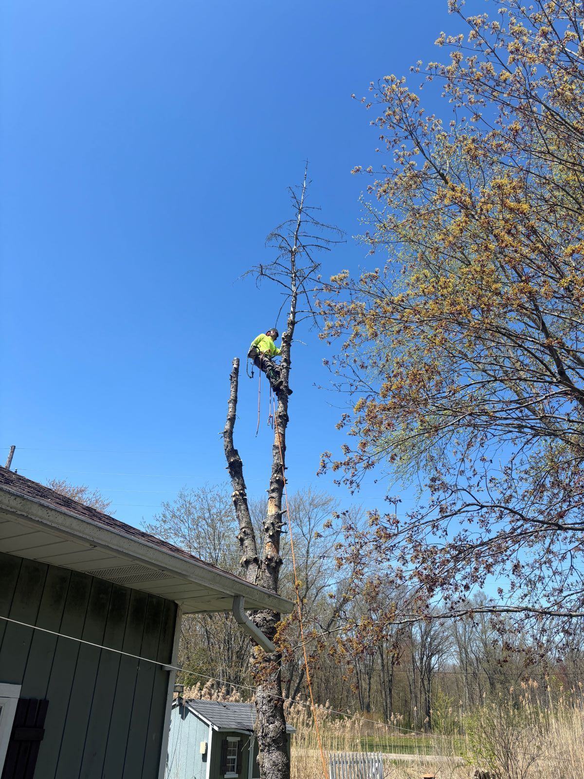A man is climbing a tree in front of a house.