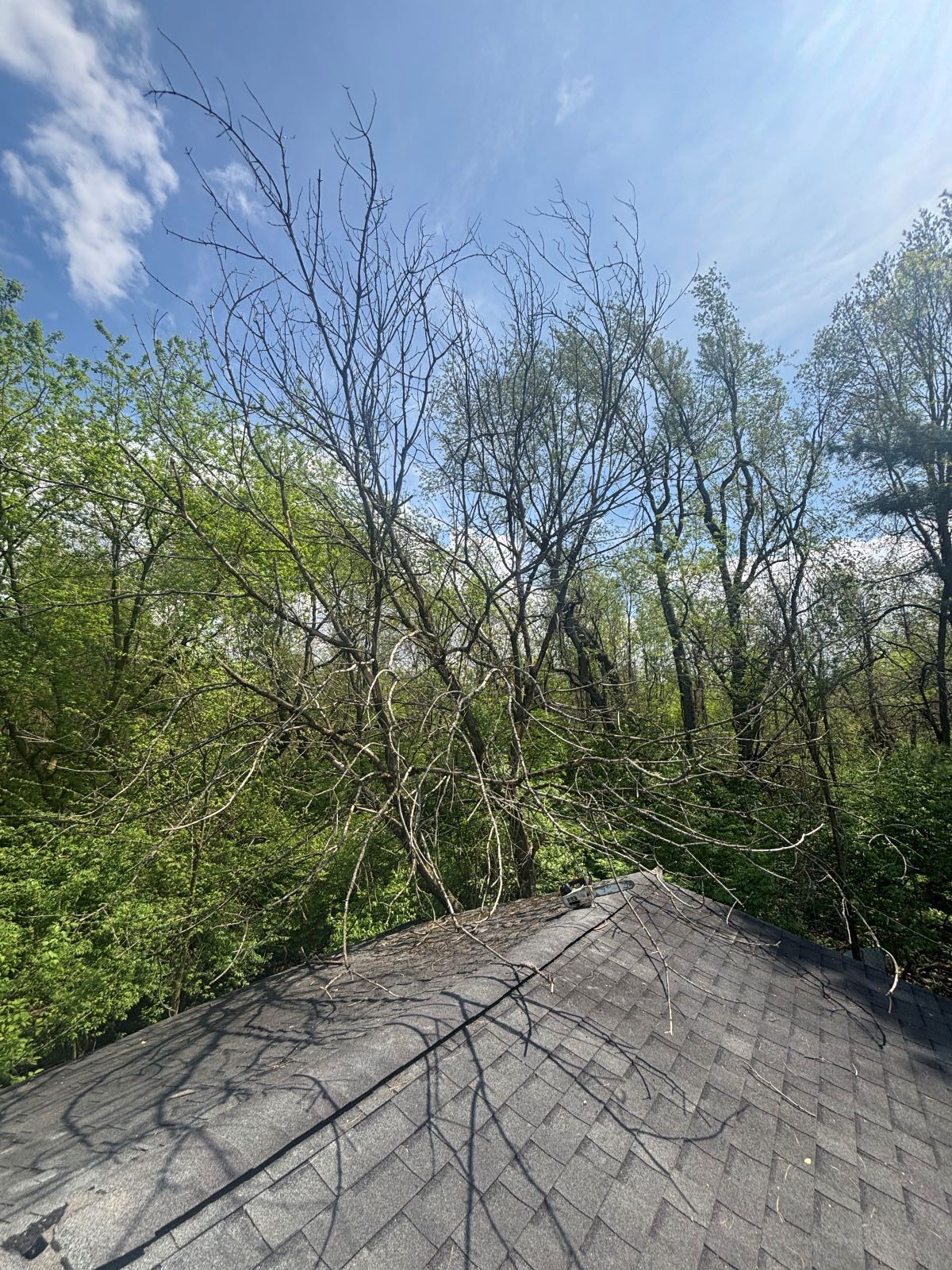 A tree has fallen on the roof of a house.