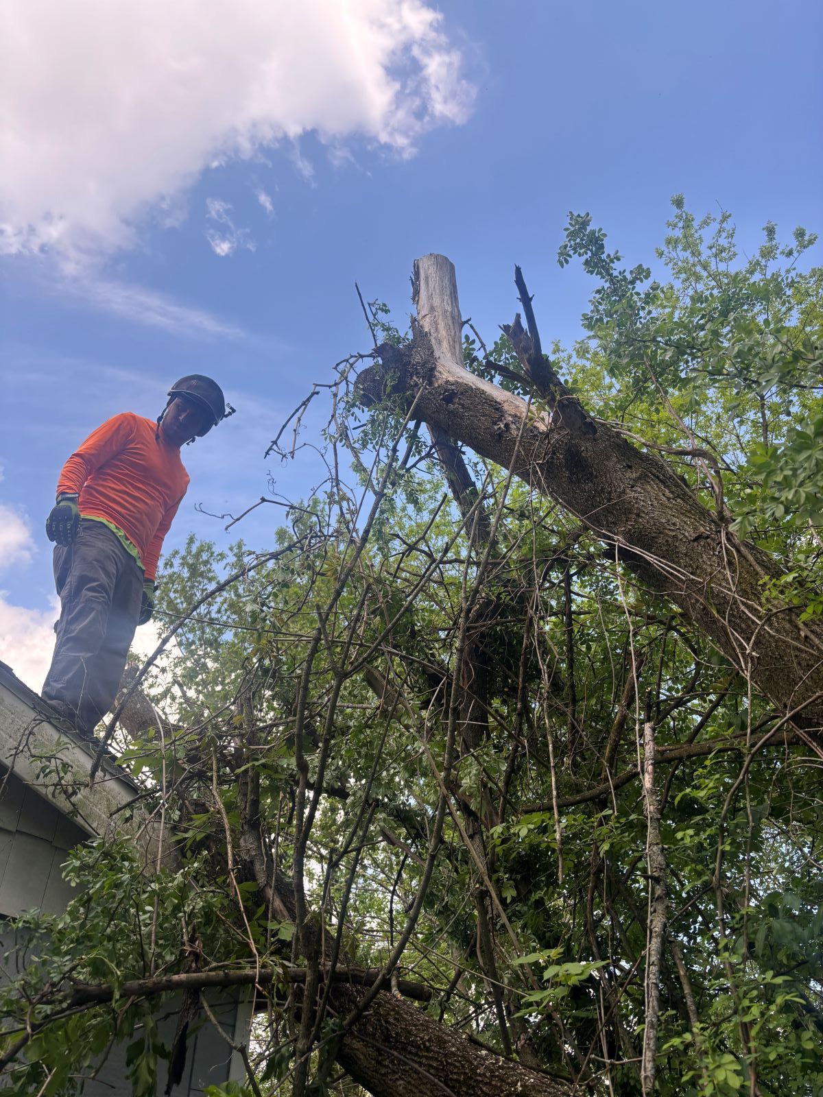 A man is standing on top of a roof next to a fallen tree.