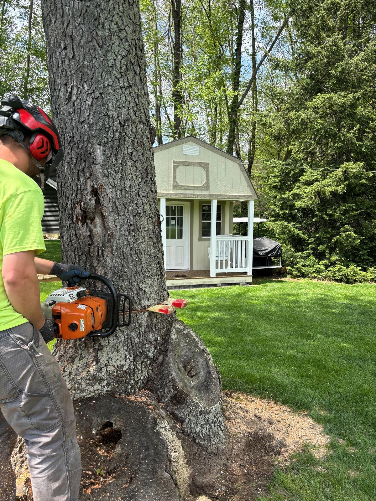 A man is cutting a tree with a chainsaw in front of a barn.