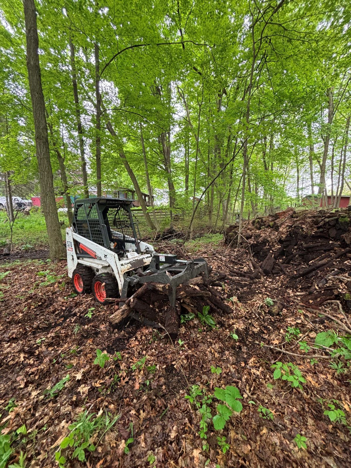 A bobcat is sitting in the middle of a forest.