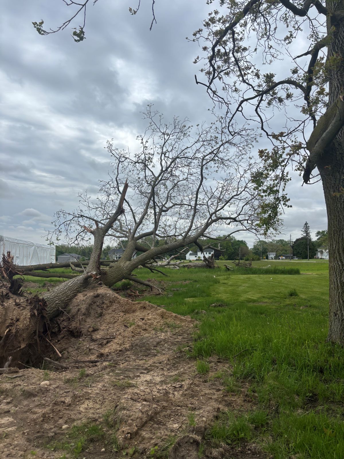 A fallen tree in a field with a cloudy sky in the background