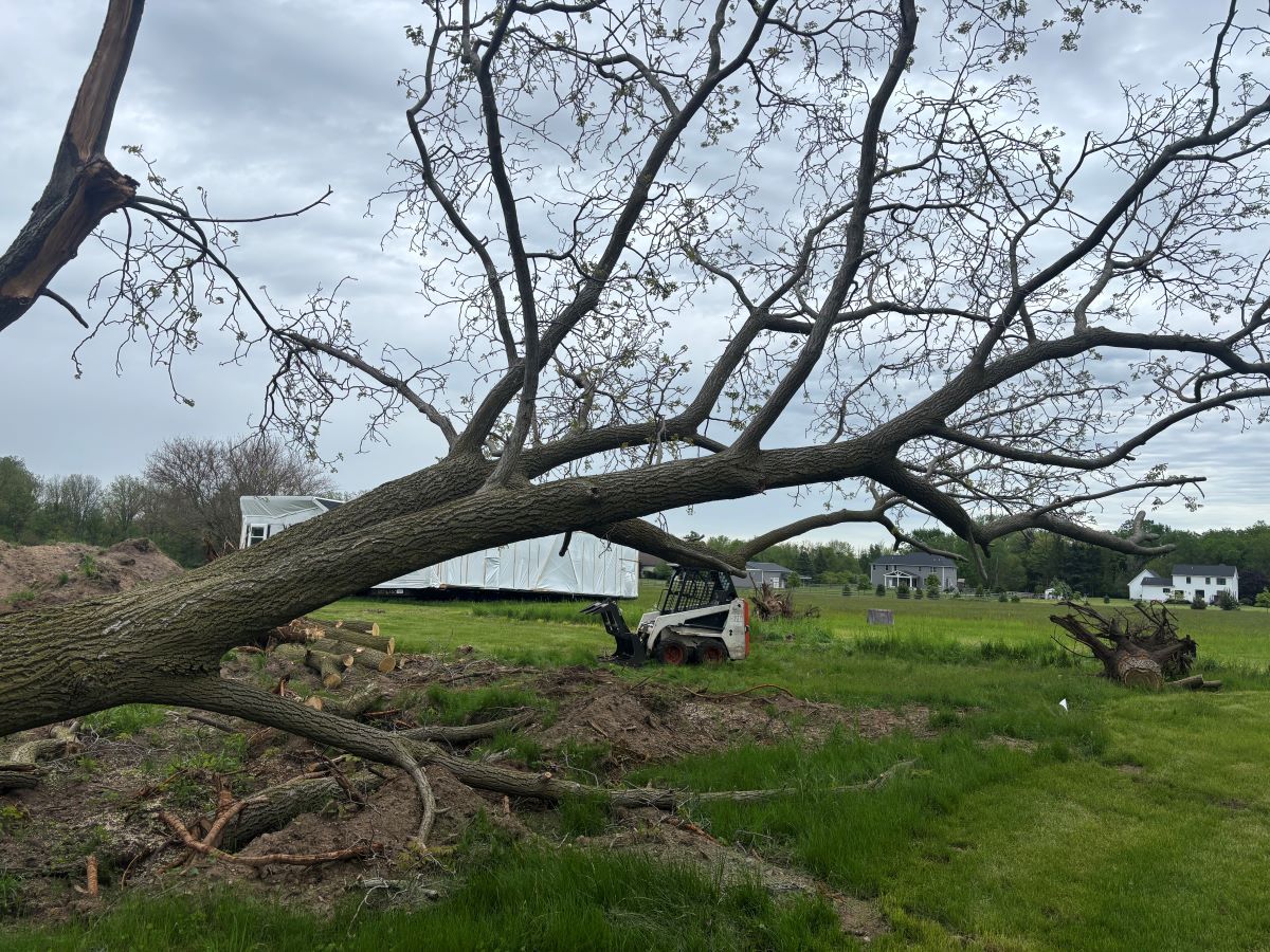 A tree that has fallen in the middle of a field.