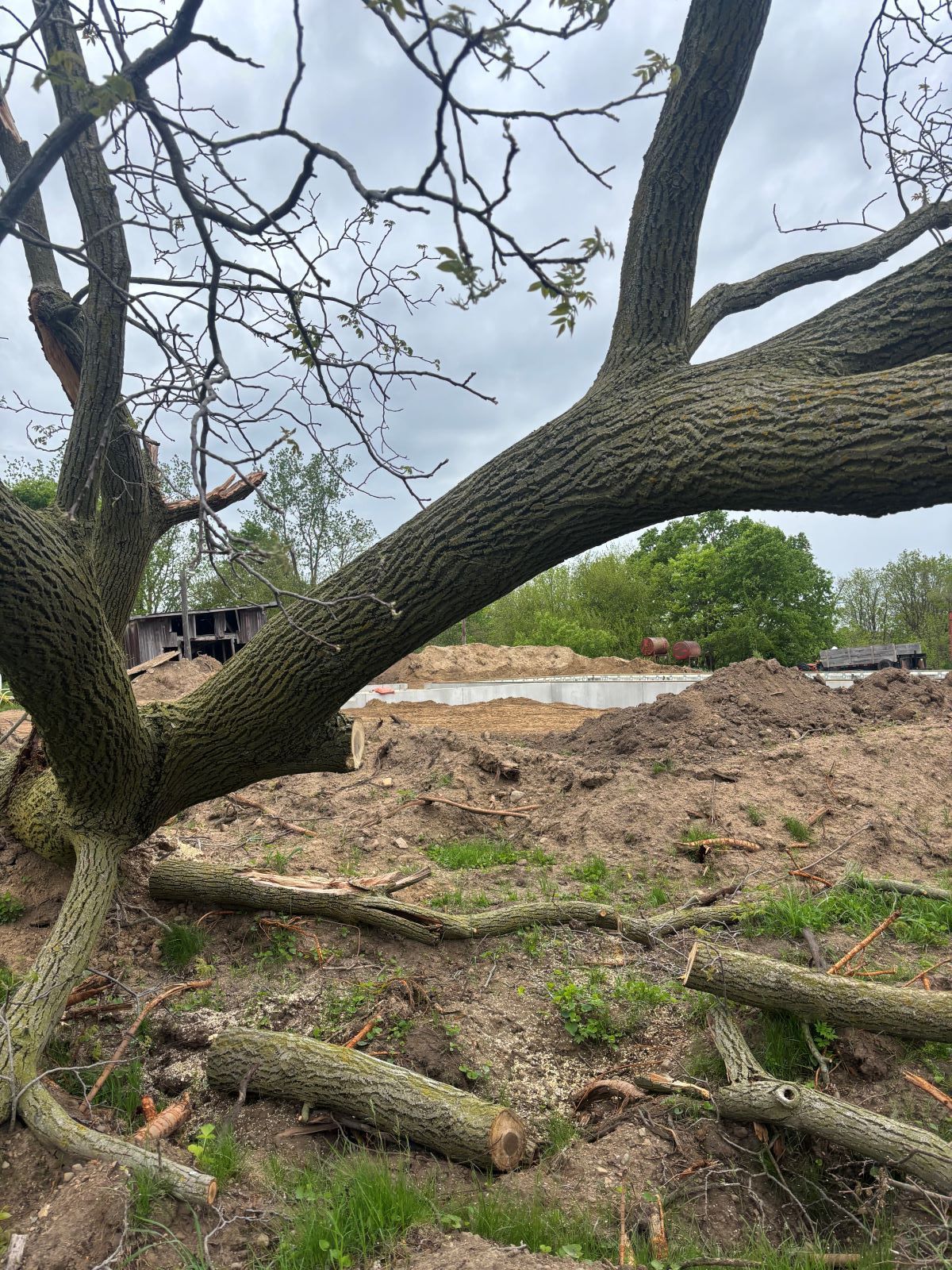 A tree is laying on the ground in a field.