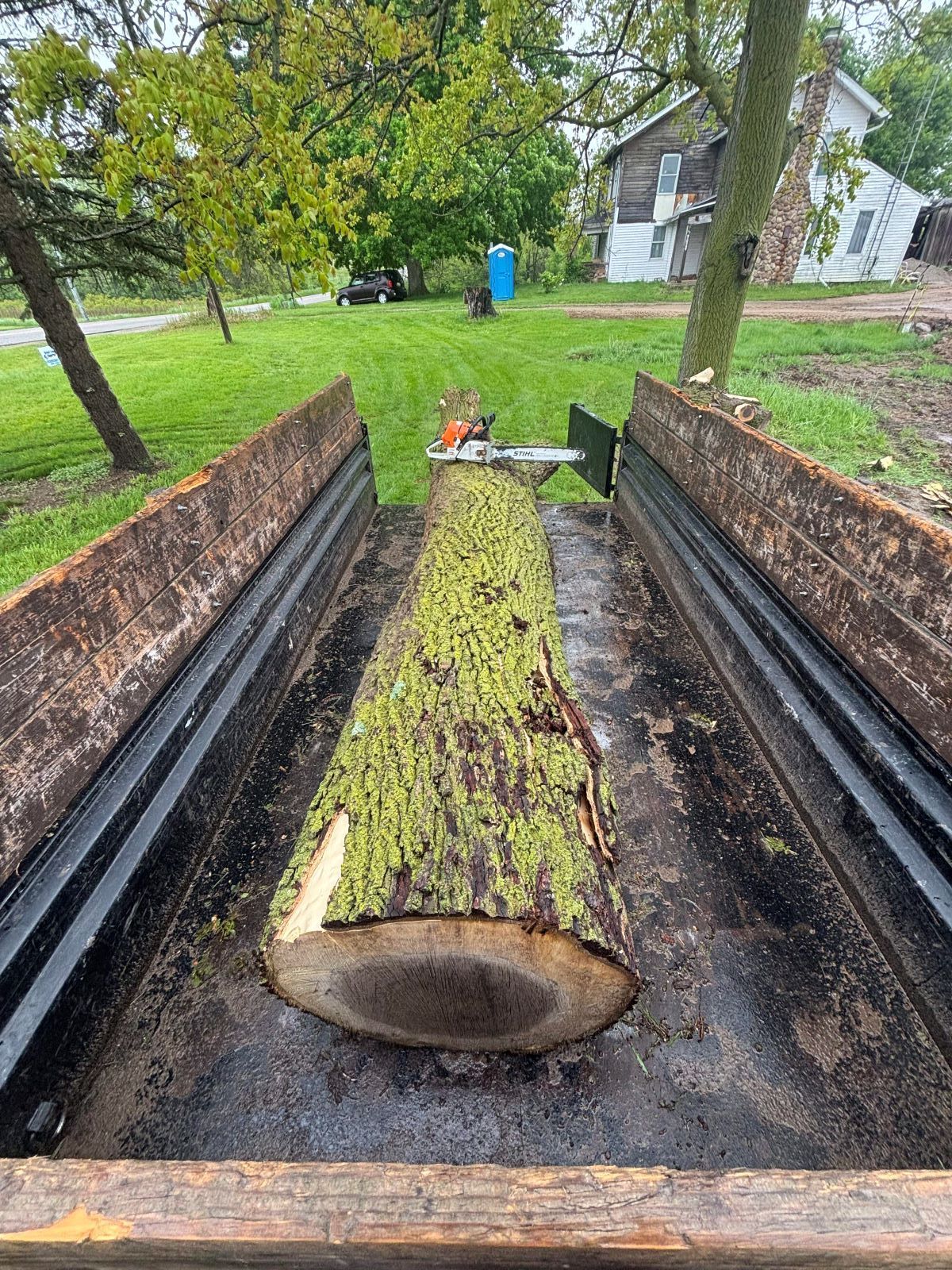 A group of people are cutting trees in a backyard.