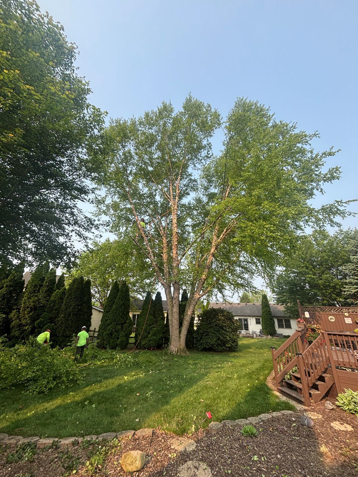 A group of people are cutting trees in a backyard.