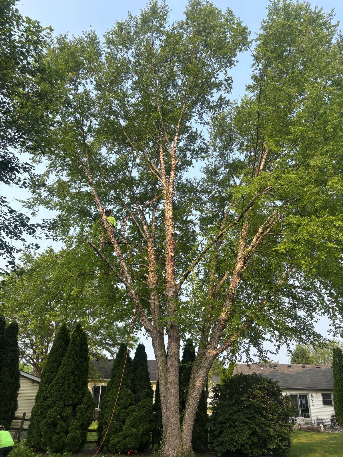 A large tree with lots of leaves is in a yard next to a house.