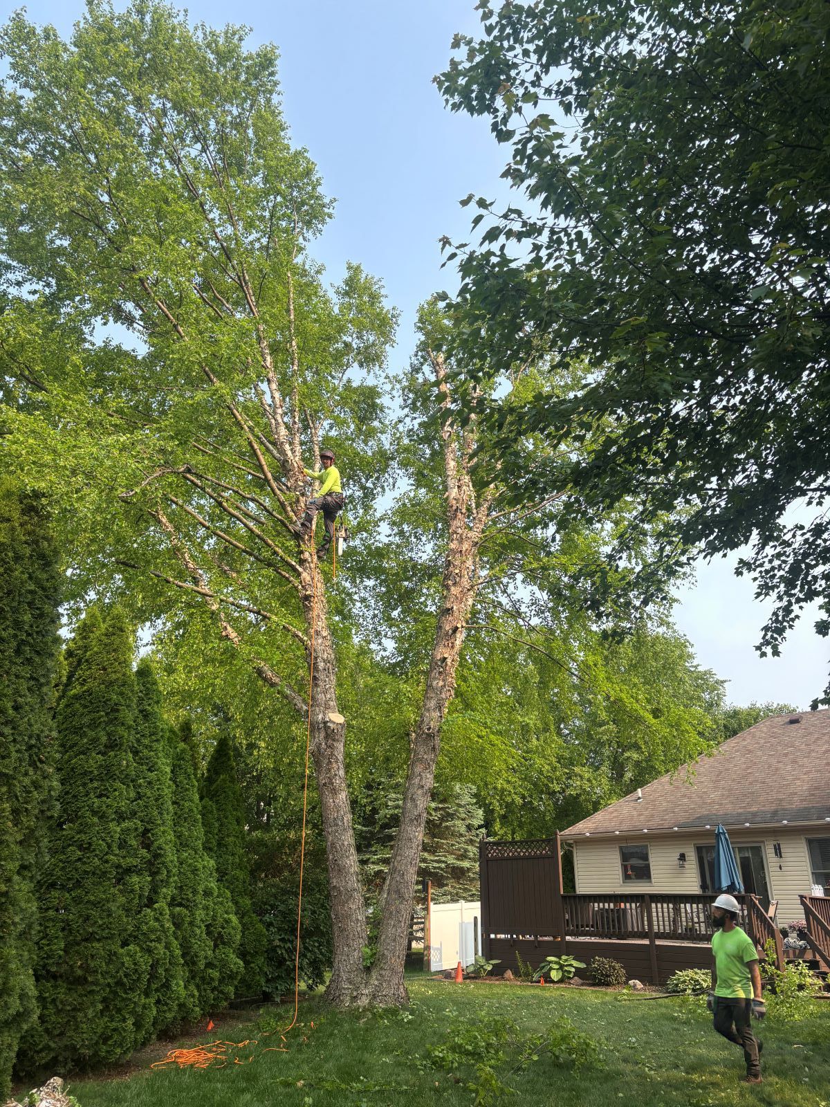 A man is climbing a tree in front of a house.