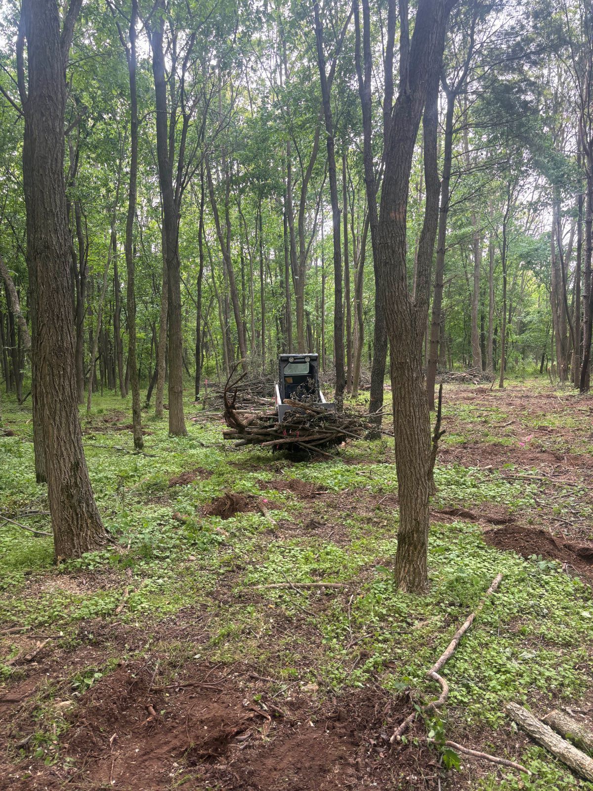 A tractor is cutting down trees in a forest.