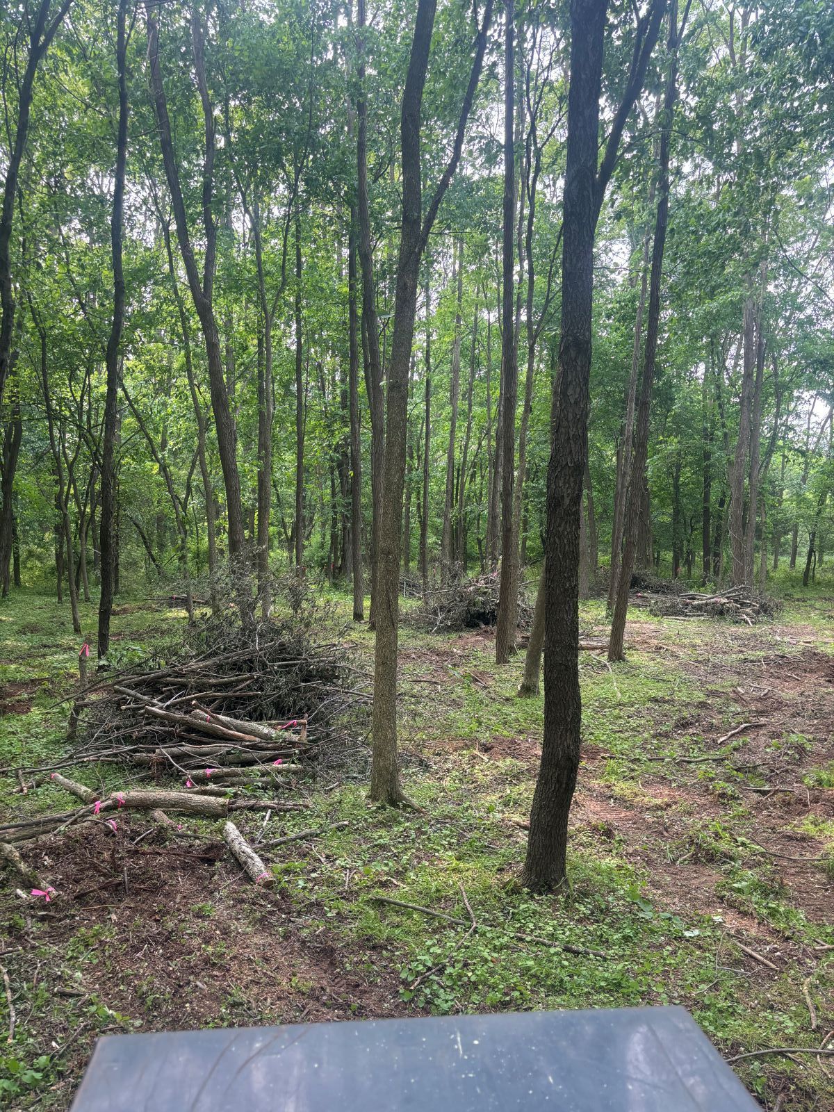 A frisbee golf course in the middle of a forest.