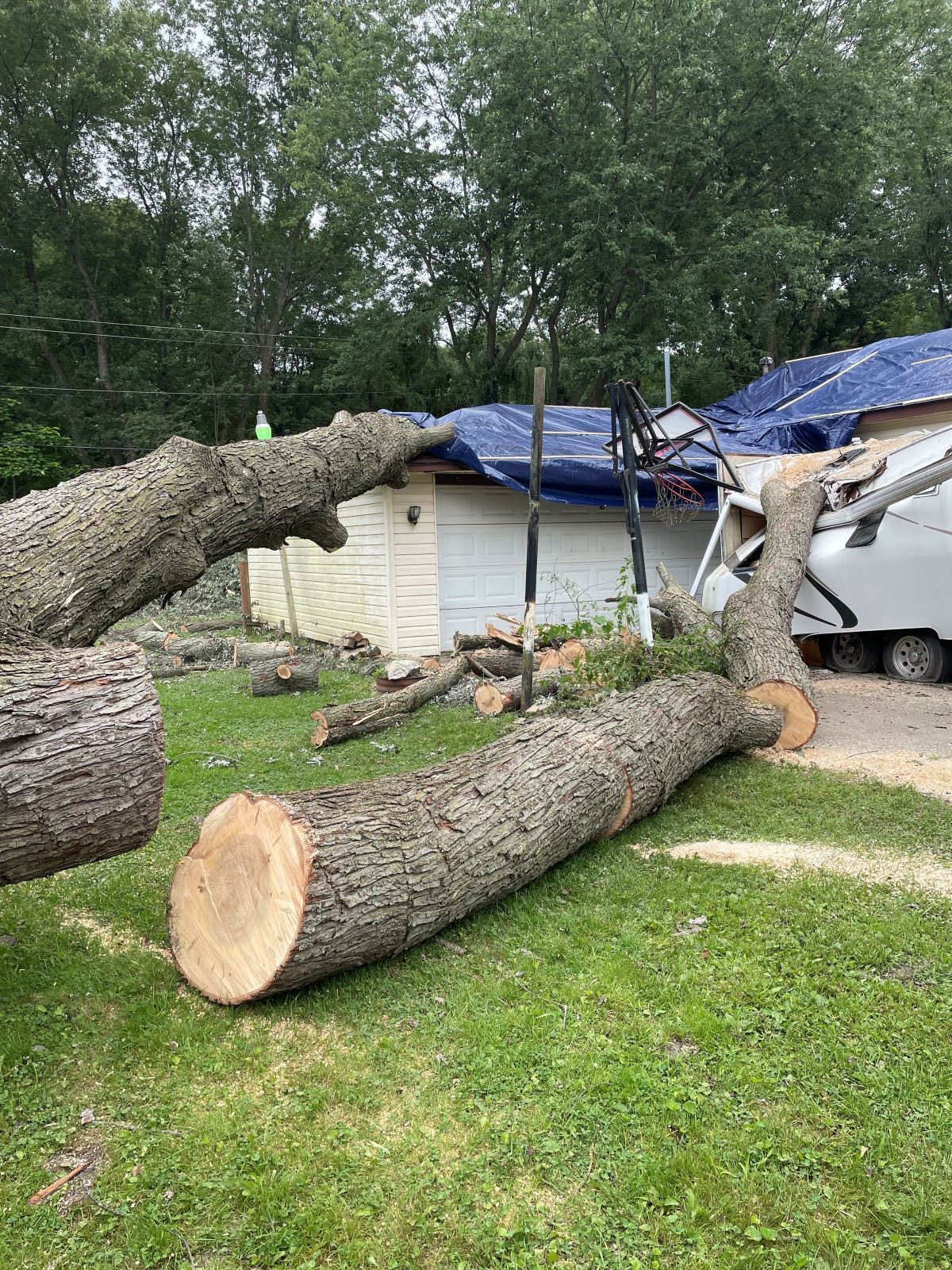 A group of people are cutting trees in a backyard.