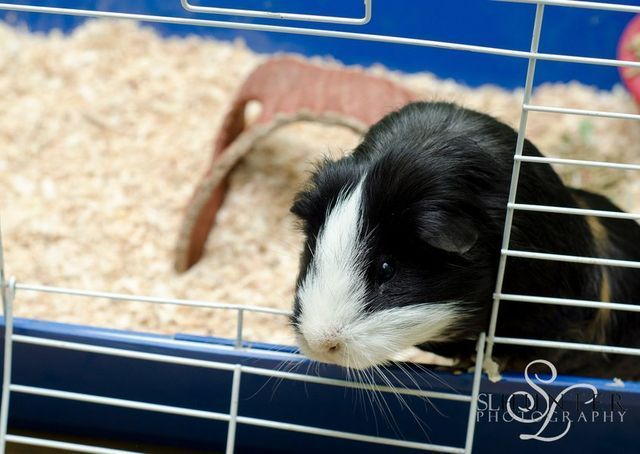 A Black and White Guinea Pig Is in A Cage