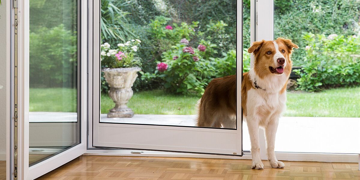 ISN Insektenschutz für Türen mit Hund oder Katze im Haushalt