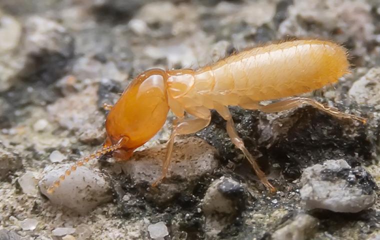 Termite Pest Control Cedar Park Texas