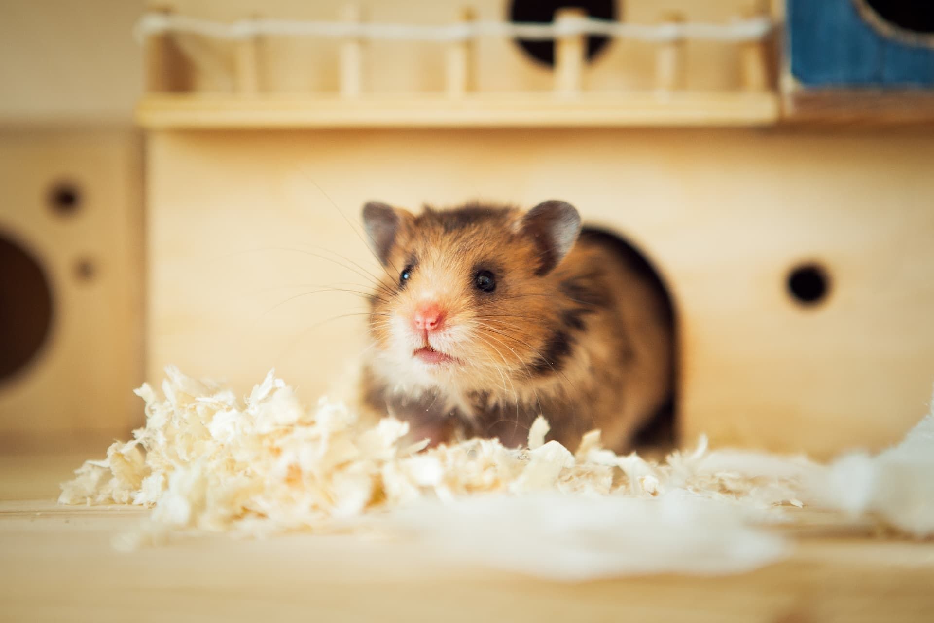 Golden hamster peeking out of a wooden house, surrounded by wood shavings.