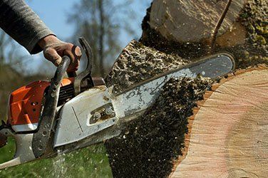 Trimming — tree services in Pocatello ID