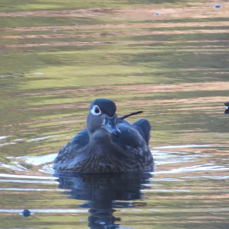 A female wood duck swims on a reflective body of water.