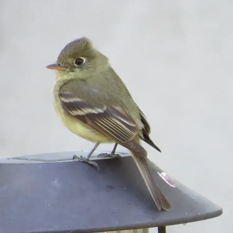 Yellow-green bird with tan wings perched on a dark lamp.