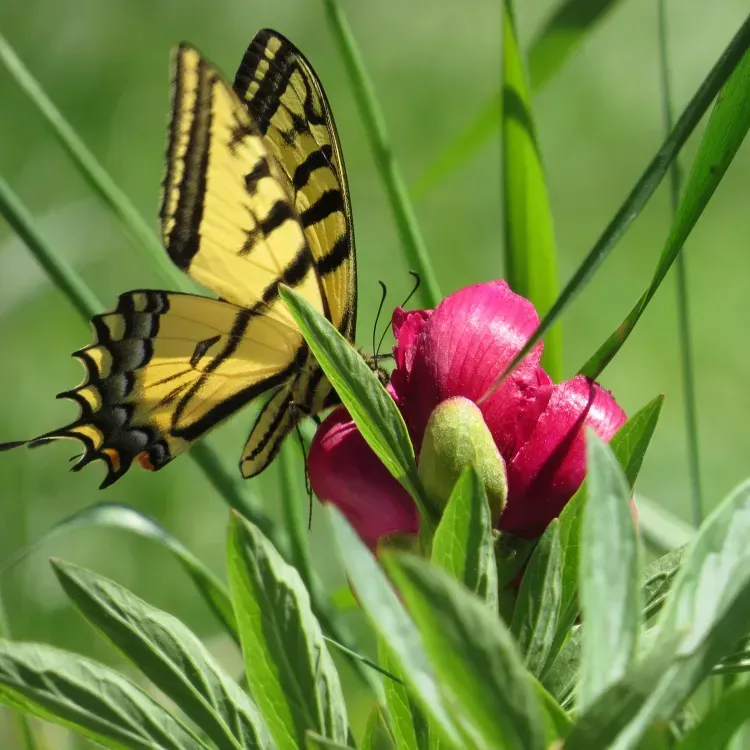 Yellow and black butterfly on a pink flower with green leaves.