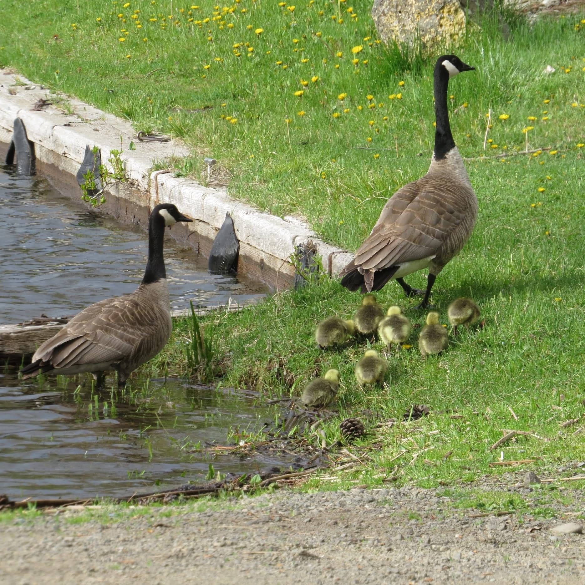 Two adult geese and eight goslings near a body of water, on a grassy bank.