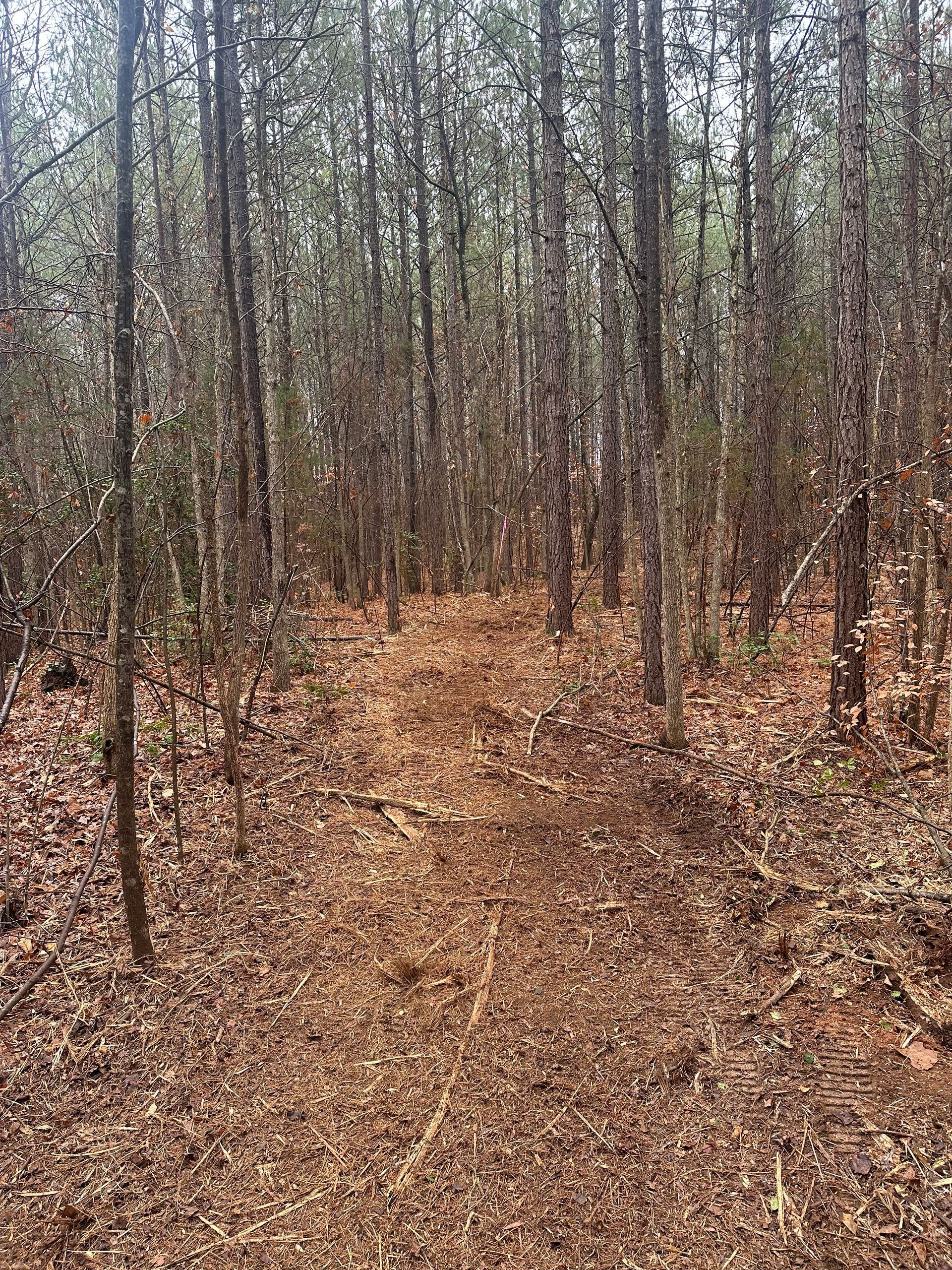A path in the middle of a forest with trees and leaves on the ground.